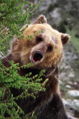 Bozo the Bear